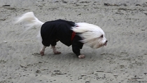 A dog walking into a mph headwind