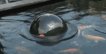 A floating dome that lets fish take a peek out of the pond