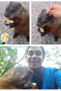 A friend of mine met a hungry groundhog on campus
