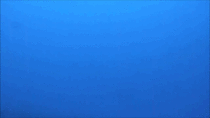 A friendly ocean visitor arrives out of the blue