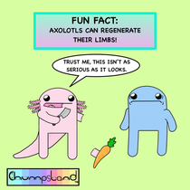 A Fun Fact About Axolotls 