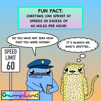 A Fun Fact About Cheetahs 