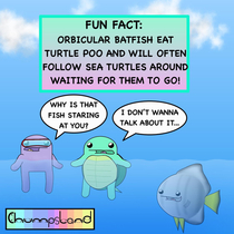 A Fun Fact about Orbicular Batfish