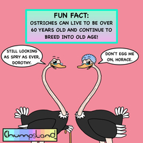 A Fun Fact About Ostriches 