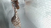 A giraffe saying hello