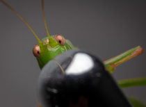 A grasshopper hiding badly