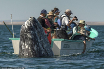 A group of whale watchers missed out on a once-in-a-lifetime experience when a sneaky whale appeared right behind their boat while they were not looking that way