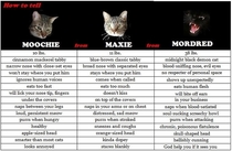 A handy guide my friend made to help houseguests figure out which cat is which