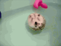 A Hedgehog Floating in Water