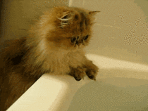 a-kitten-ponders-why-humans-would-choose-to-do-this-to-themselves-51141.gif