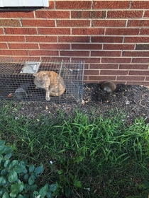 A lady set a trap for a raccoon so she could relocate it She used peanut butter with some cat food stuck on it The smol fuzzy outside is the baby raccoon Her cat looks super pissed