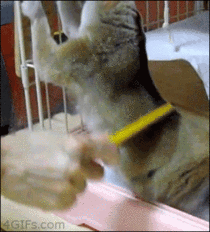 A loris getting a massage