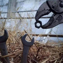A mother plier feeding its wrenchlings
