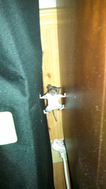 A mouse going into Mission Impossible mode