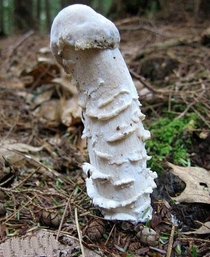 A Mushroom for that one shaped like an ass