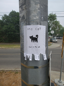 A poster depicting someones cat Not a lost cat just their illustrated cat