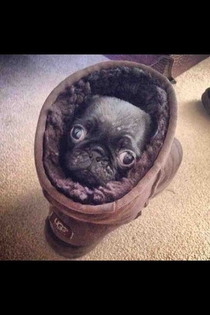A Pug in an Ugg on the Rug looking snug
