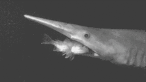 A quick bite from the Goblin Shark