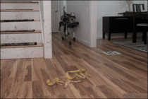 A robot is incapacitated by a banana peel