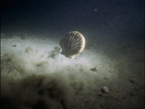 A scallop swimming