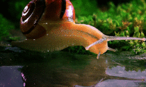 A snail drinking water