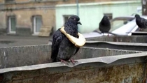 A symbol of wealth in the pigeon community
