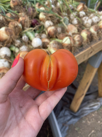 A Tomato I picked today