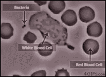 A white blood cell eliminating bacteria