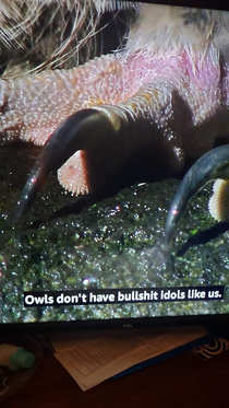 According to this documentary about owls owls dont have bullshit idols like us