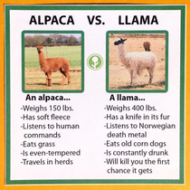 Accurate descriptions of alpacas and llamas