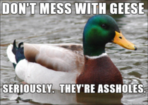 Actual advice for both mallards and people