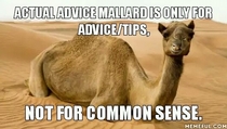 Actual Advice Mallard a good meme but we need this Introducing Common Sense Camel