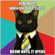 Advice from Business Cat