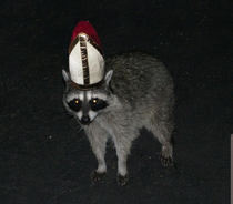 After guardians of the galaxy  rocket racoon became the pope