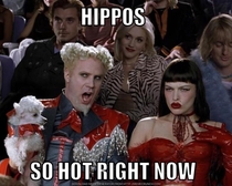 After seeing  different top posts having to do with a hippopotamus