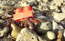 After years of evolution the hermit crab has evolved its shell to something humans hate to step on