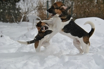 All I wanted was a nice picture of my dogs playing in the snow