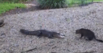 Alligator vs housecat