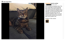 Amazon review for a handheld vacuum featuring the most dapper cat Ive seen