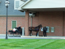 Amish horse respecting the ATM code of privacy