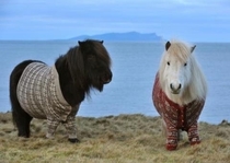 And miniature horse sweaters