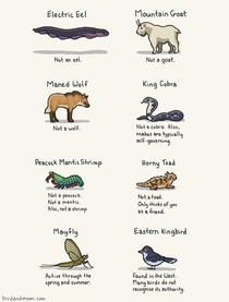 Animal Misconceptions