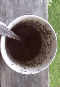 Ants have been caffeinated
