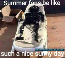 Any summer fan
