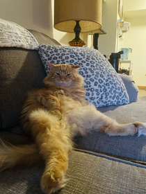 Anyone elses cat ever sit this way