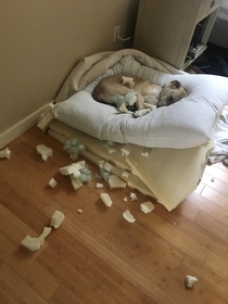 Apparently my dog has had a busy morning