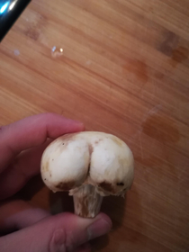 Apparently my mushroom never skips squat day