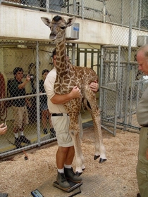 Apparently thats how you weigh a baby Giraffe