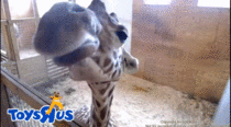 April the Giraffe who didnt given birth on April Fools Day blowing raspberries to the stream