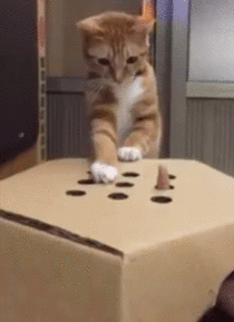 Arcade game for cats